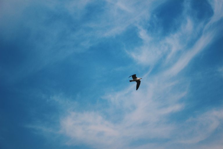 What Does It Mean To learn To Fly 